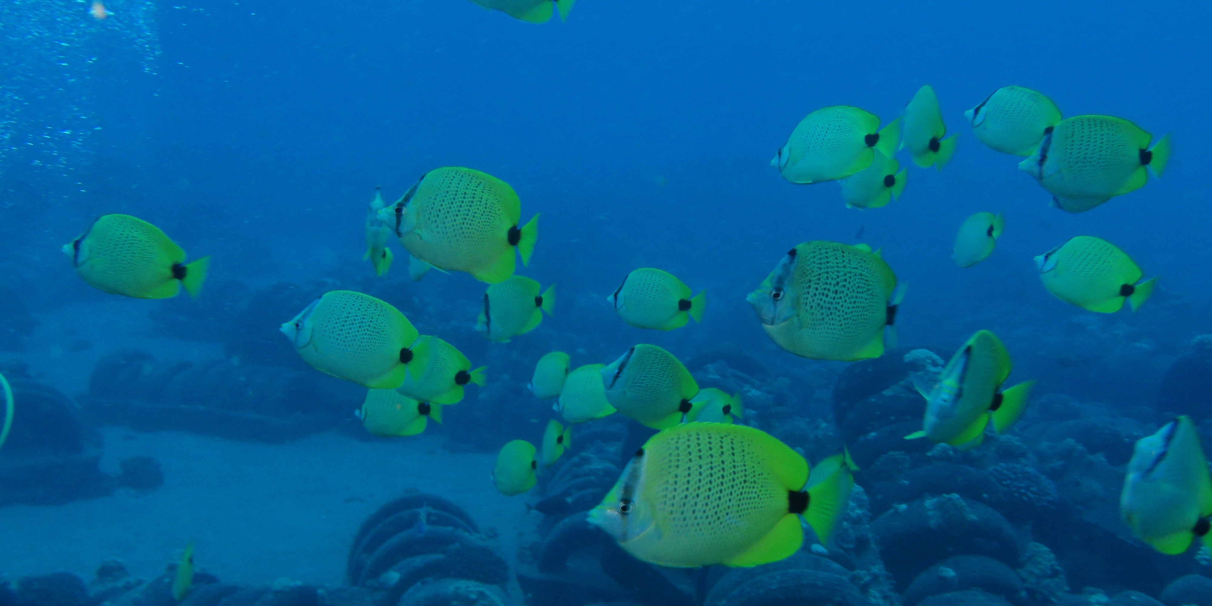 butterflyFish